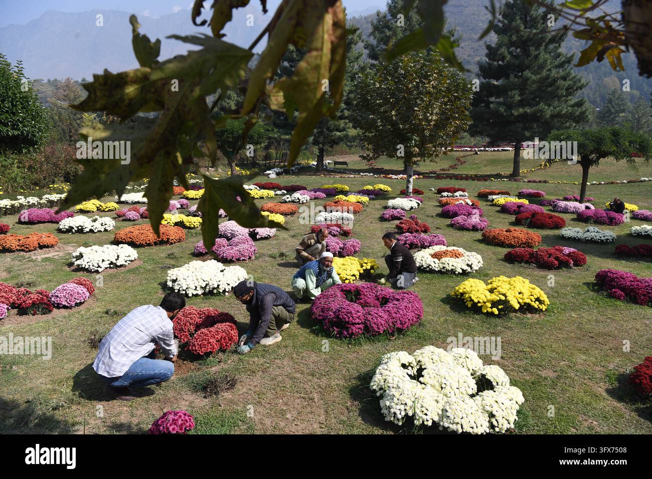 Srinagar, Jammu und Kashmir, Indien. 22. Okt., 2026. Gärtner pflegen Blumen im Chrysanthemen-Garten, der hier vor Ort als 'Gul-e-Dawood' bekannt ist, in Srinagar (Credit Image: © Basit Zargar/ZUMA Press Wire) NUR FÜR REDAKTIONELLE NUTZUNG! Nicht für kommerzielle NUTZUNG! Stockfoto