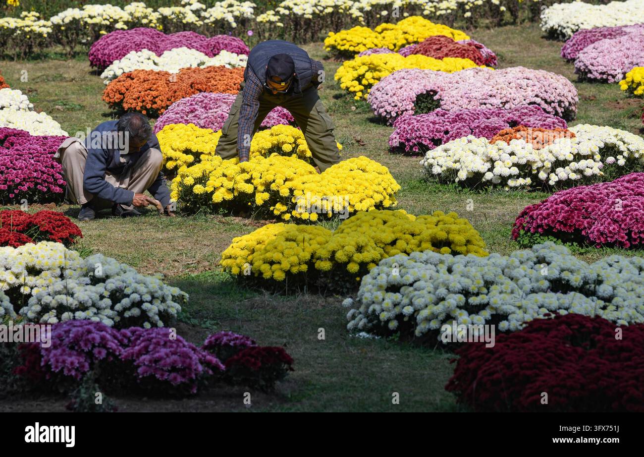 Srinagar, Jammu und Kashmir, Indien. 22. Okt., 2026. Gärtner pflegen Blumen im Chrysanthemen-Garten, der hier vor Ort als 'Gul-e-Dawood' bekannt ist, in Srinagar (Credit Image: © Basit Zargar/ZUMA Press Wire) NUR FÜR REDAKTIONELLE NUTZUNG! Nicht für kommerzielle NUTZUNG! Stockfoto