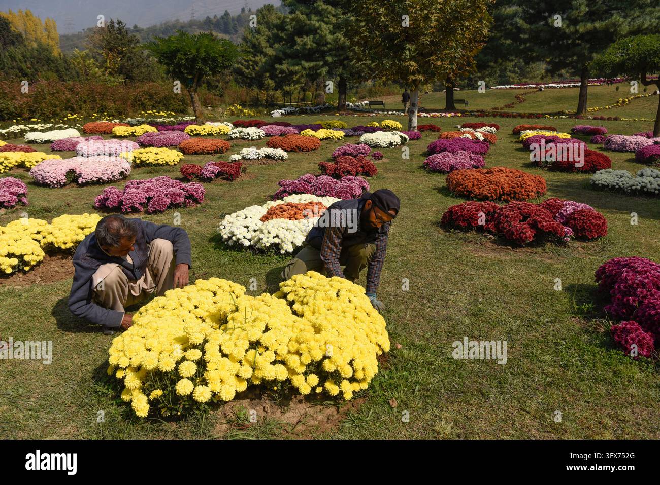 Srinagar, Jammu und Kashmir, Indien. 22. Okt., 2026. Gärtner pflegen Blumen im Chrysanthemen-Garten, der hier vor Ort als 'Gul-e-Dawood' bekannt ist, in Srinagar (Credit Image: © Basit Zargar/ZUMA Press Wire) NUR FÜR REDAKTIONELLE NUTZUNG! Nicht für kommerzielle NUTZUNG! Stockfoto