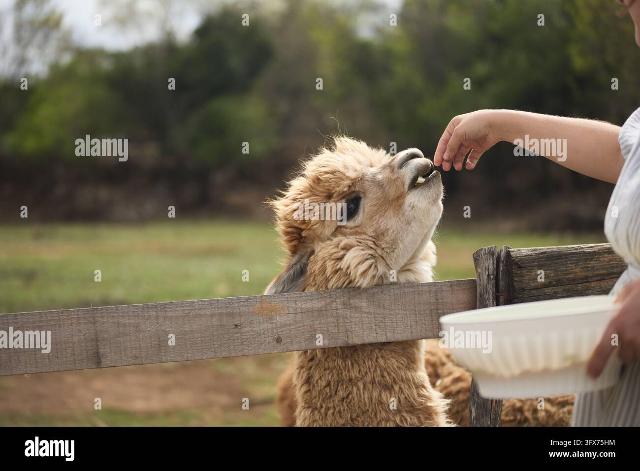 Ein Alpaka interagiert mit einer Person neben einem Holzzaun im Freien. Natürliche Landschaft und sanftes Tageslicht schaffen eine warme Landhausatmosphäre. Stockfoto