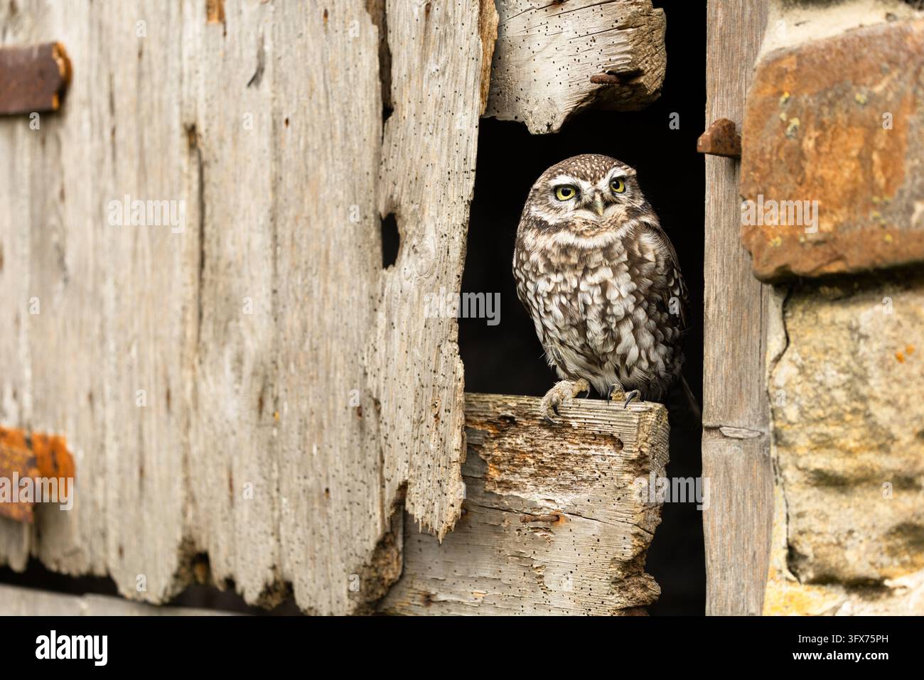 Kleinohle, wissenschaftlicher Name: Athene noctua, sitzt im Öffnungsbereich einer alten, verwitterten Holzbarn Tür mit Holzwurm, umgeben von gealtertem Holz, Rus Stockfoto
