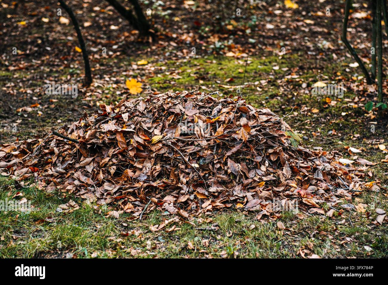 Angehäufter Laubhaufen, der vor Ort belassen statt in Säcken gesammelt wird, bietet Igeln Winterquartier und bereichert den Boden langsam Stockfoto