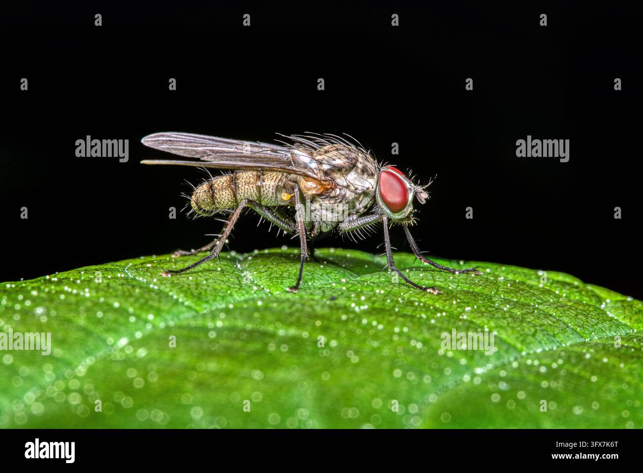 Eine Kohlfliegenlarve (Delia radicum) ruht auf einem strukturierten grünen Blatt vor einem festen schwarzen Hintergrund. Stockfoto