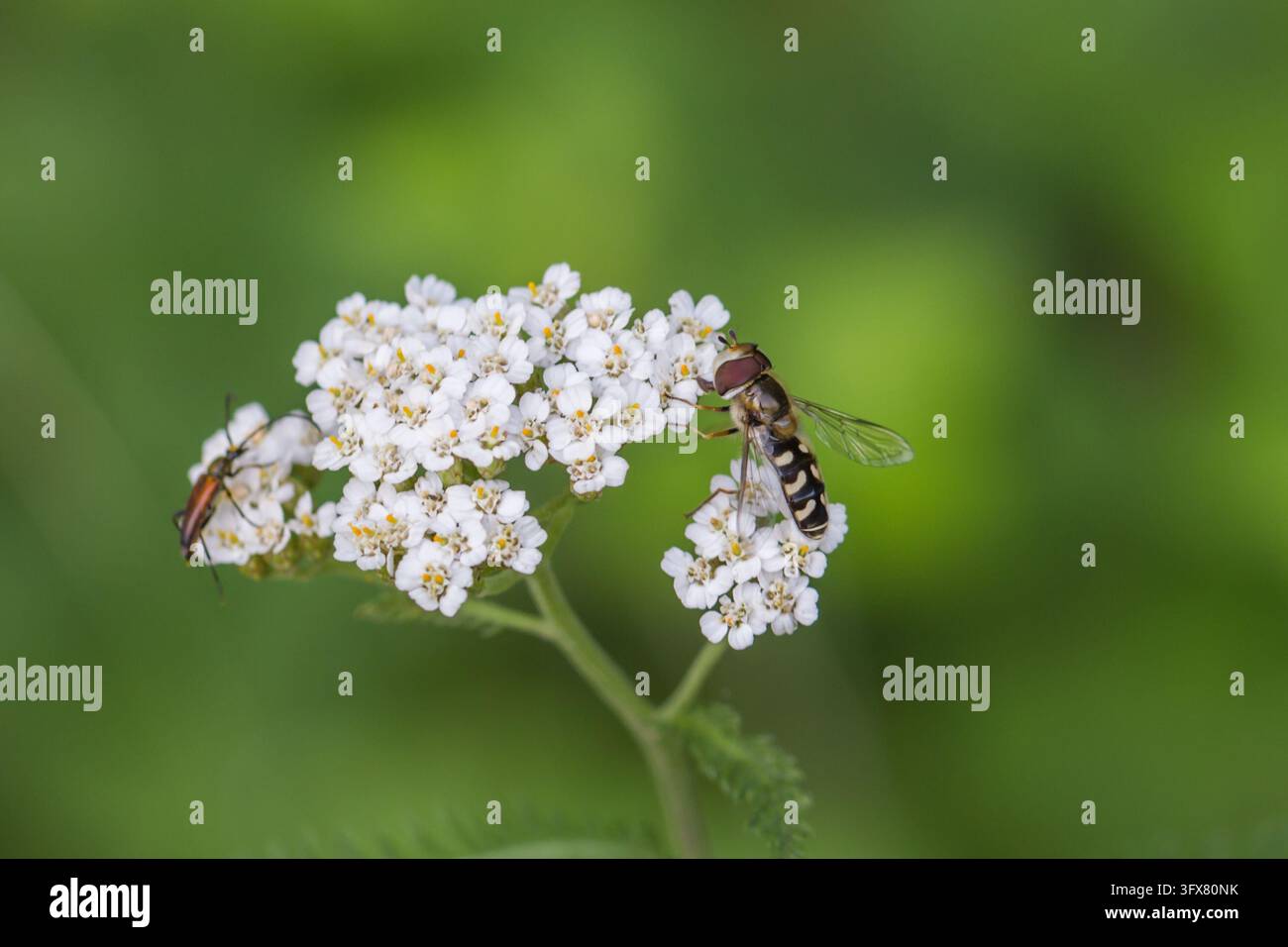 Schwebfliegen aus der Familie der Syrphidae, die Büschel winziger weißer Blüten besuchen, zeigen schlanke Körper und durchsichtige Flügel vor einem grünen Hintergrund Stockfoto