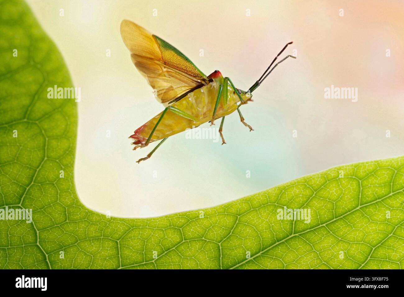 Hawthorn-Schildkäfer, Acanthosoma haemorrhoidale, im Flug Stockfoto