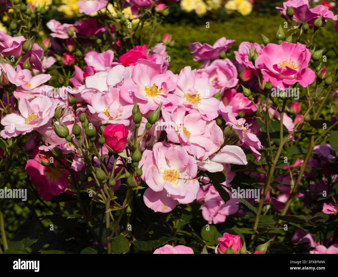 Büschel offener rosa Rosenblätter, umgeben von Blütenknospen und dunkelgrünen Blättern in einem botanischen Rosengarten im Freien während der Frühlingsblüte Stockfoto