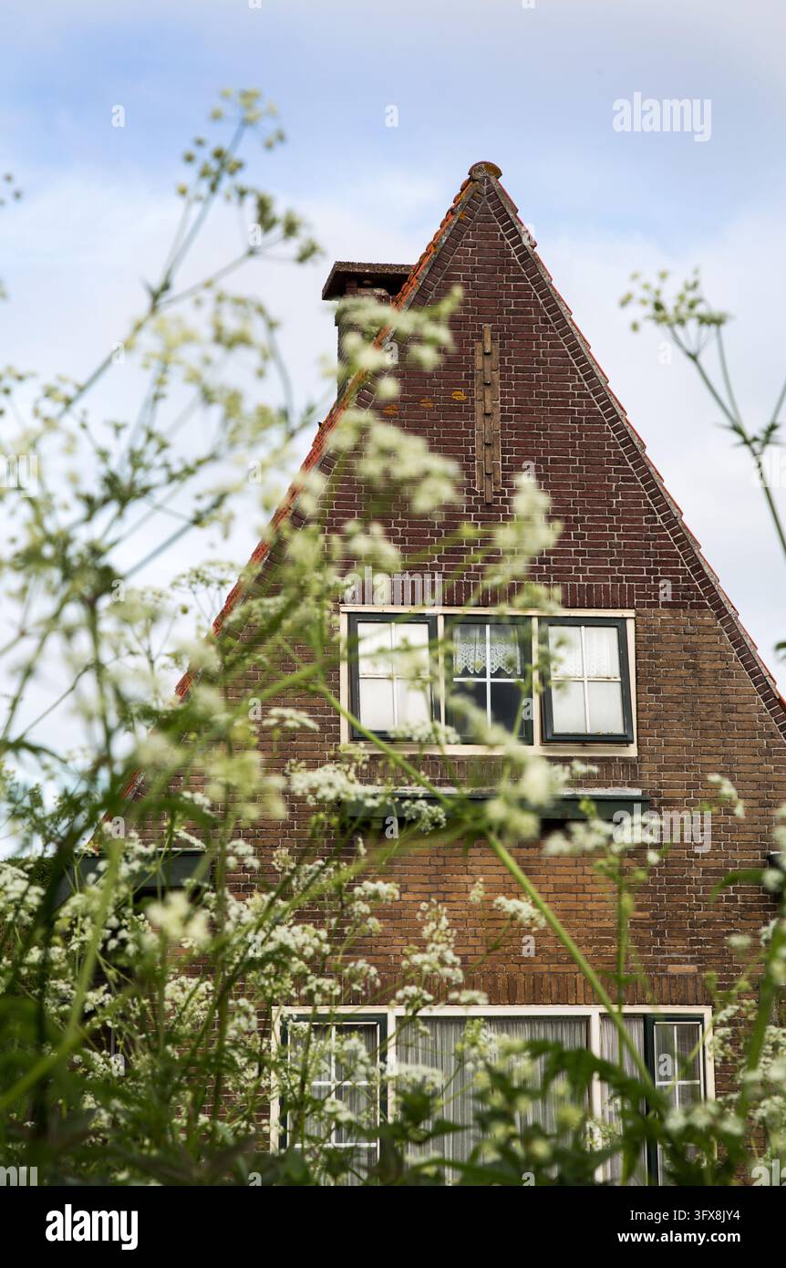 Ein Backsteinhaus mit einem steilen Giebeldach, weiße Blüten im Vordergrund Stockfoto