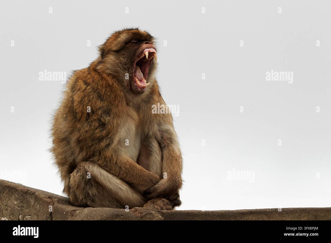 Berberaffe; Berberaffe; Macaca sylvanus; Gibraltar Stockfoto