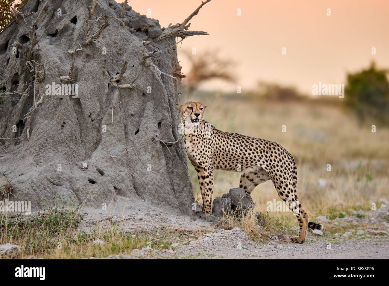 Gepard (Acinonyx jubatus) markiert sein Teritorium, Etosha Nationalpark, Namibia, Afrika |Gepard (Acinonyx jubatus) markiert sein Territorium, Etosha Nat Stockfoto