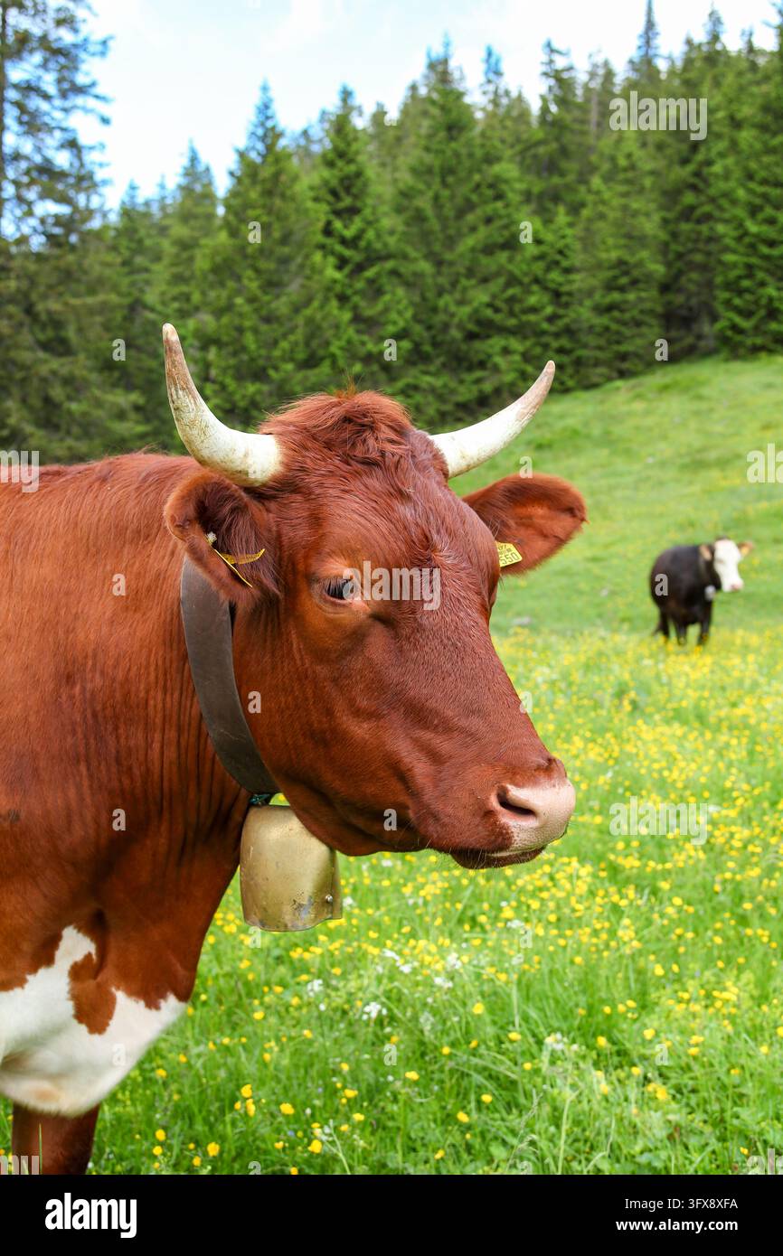 Ein Pinzgauer Rind auf der Weide in den Ammergauer Alpen. Stockfoto