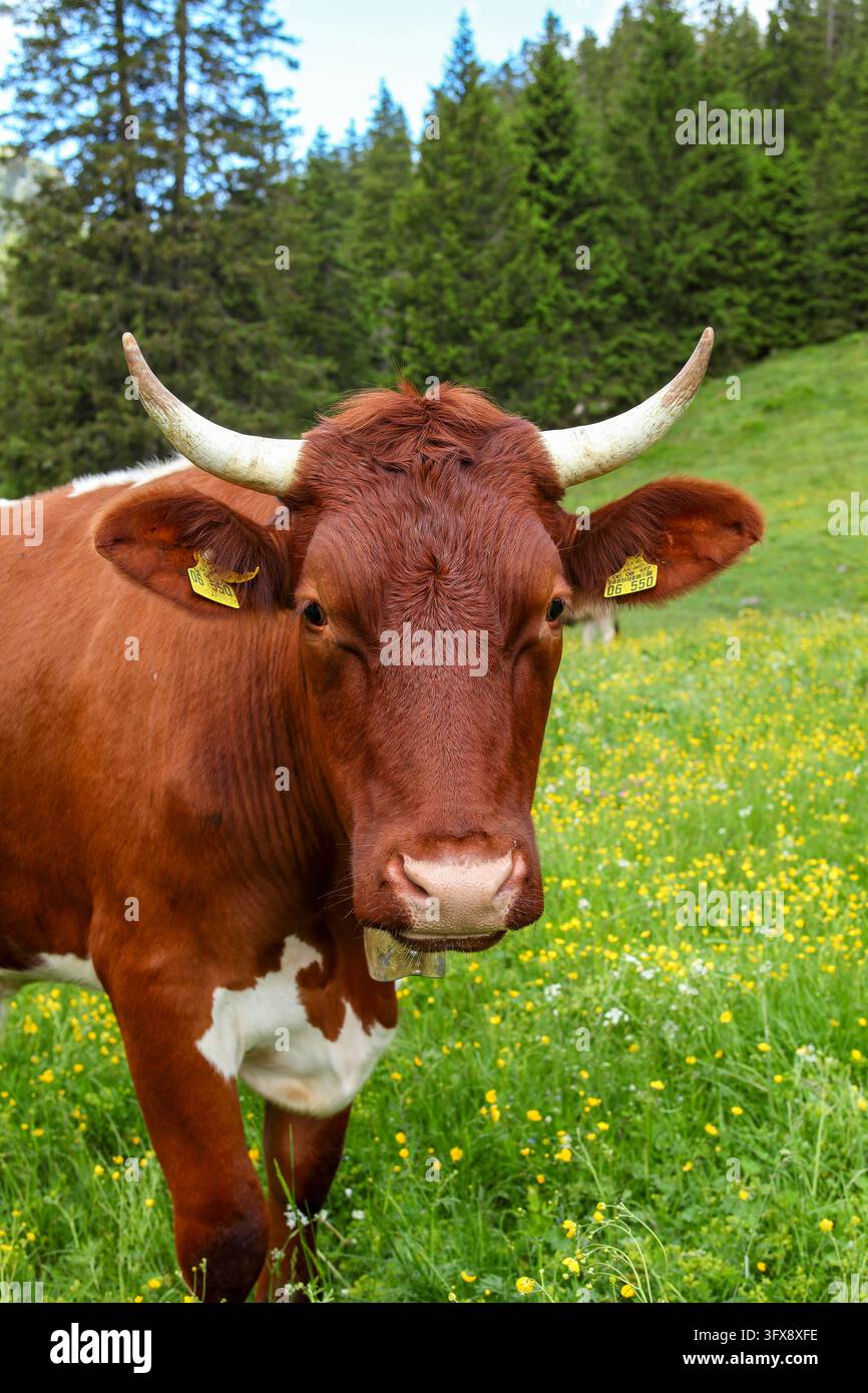 Ein Pinzgauer Rind auf der Weide in den Ammergauer Alpen. Stockfoto