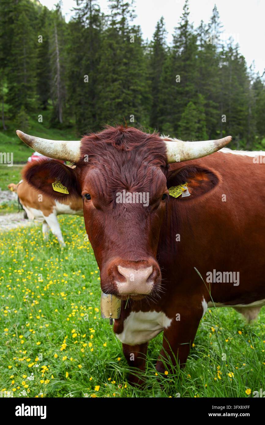 Ein Pinzgauer Rind auf der Weide in den Ammergauer Alpen. Stockfoto