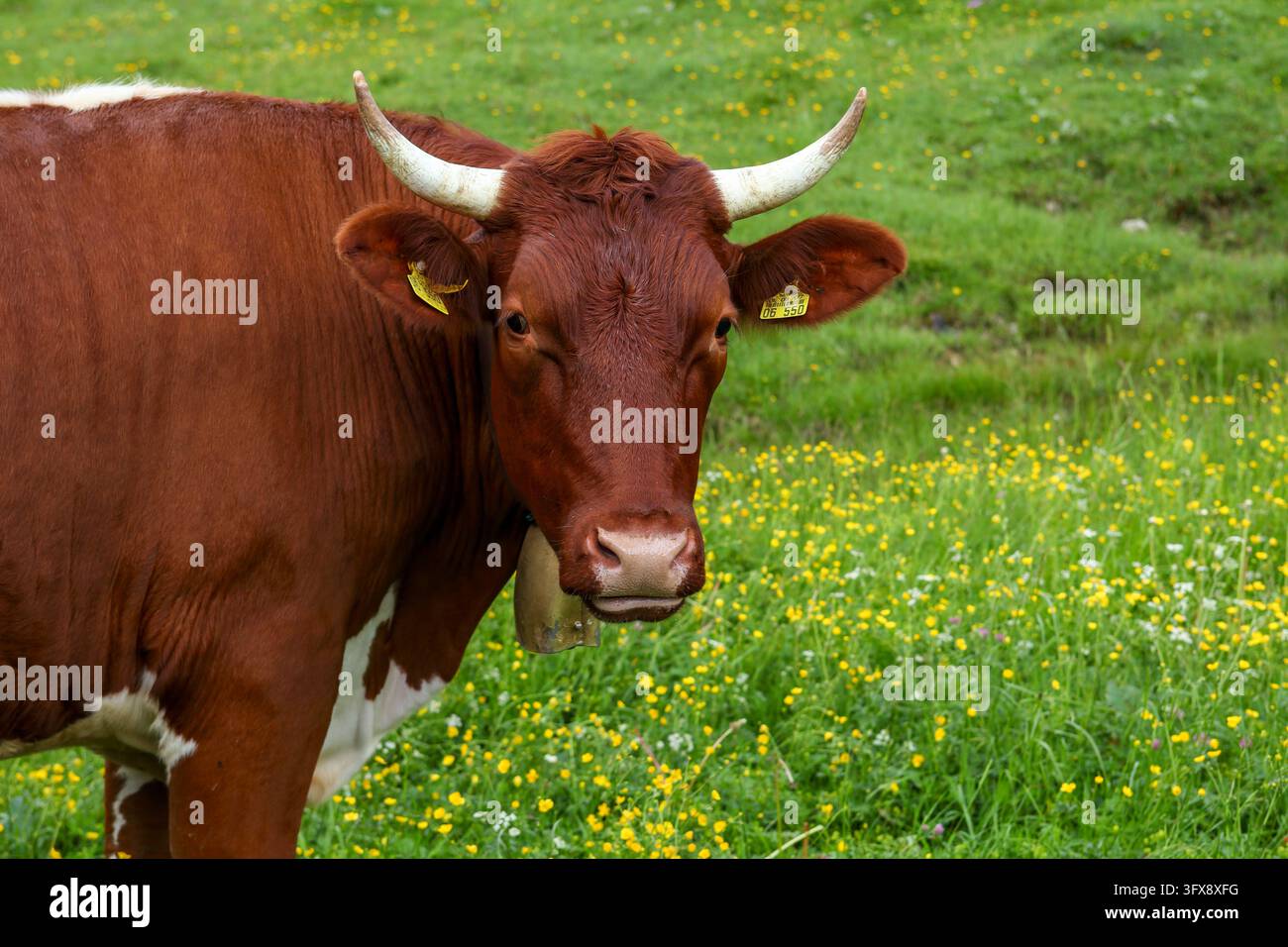 Ein Pinzgauer Rind auf der Weide in den Ammergauer Alpen. Stockfoto