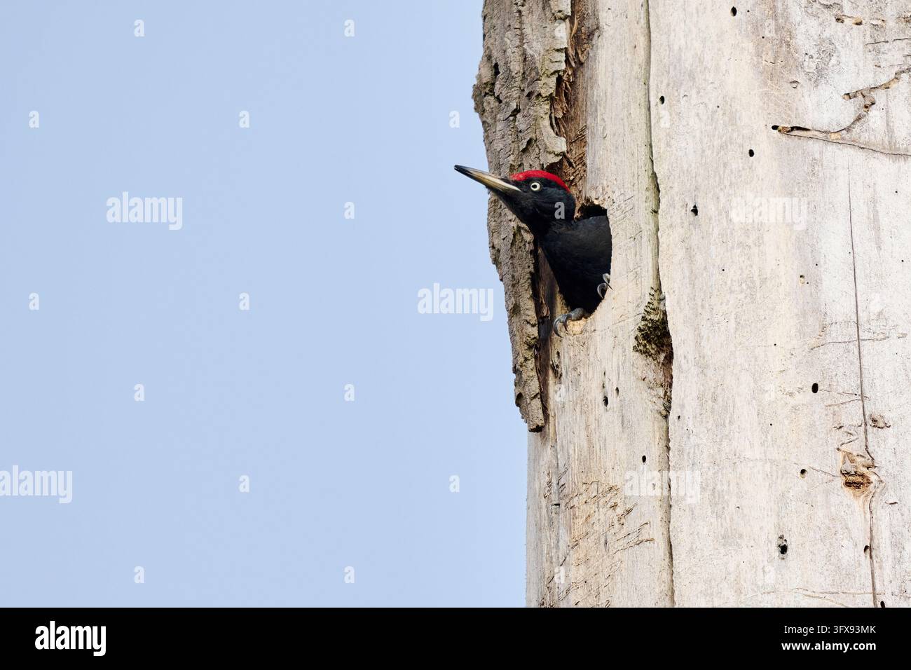 Schwarzspecht (Dryocopus martius), Heinsberg, Nordrhein-Westfalen, Deutschland   |Schwarzspecht (Dryocopus martius), Heinsberg, Nordrhein-Westfalen Stockfoto