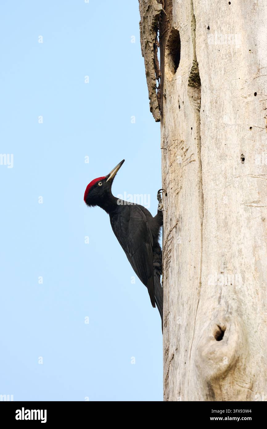Schwarzspecht (Dryocopus martius), Heinsberg, Nordrhein-Westfalen, Deutschland   |Schwarzspecht (Dryocopus martius), Heinsberg, Nordrhein-Westfalen Stockfoto