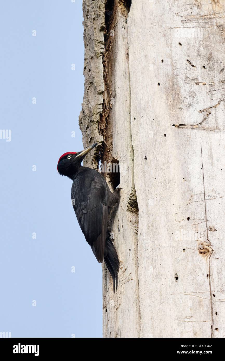 Schwarzspecht (Dryocopus martius), Heinsberg, Nordrhein-Westfalen, Deutschland   |Schwarzspecht (Dryocopus martius), Heinsberg, Nordrhein-Westfalen Stockfoto
