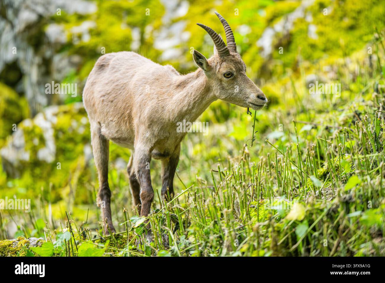 Alpensteinbock (Capra Steinbock) weiblich, Bayern, Deutschland, Europa Stockfoto