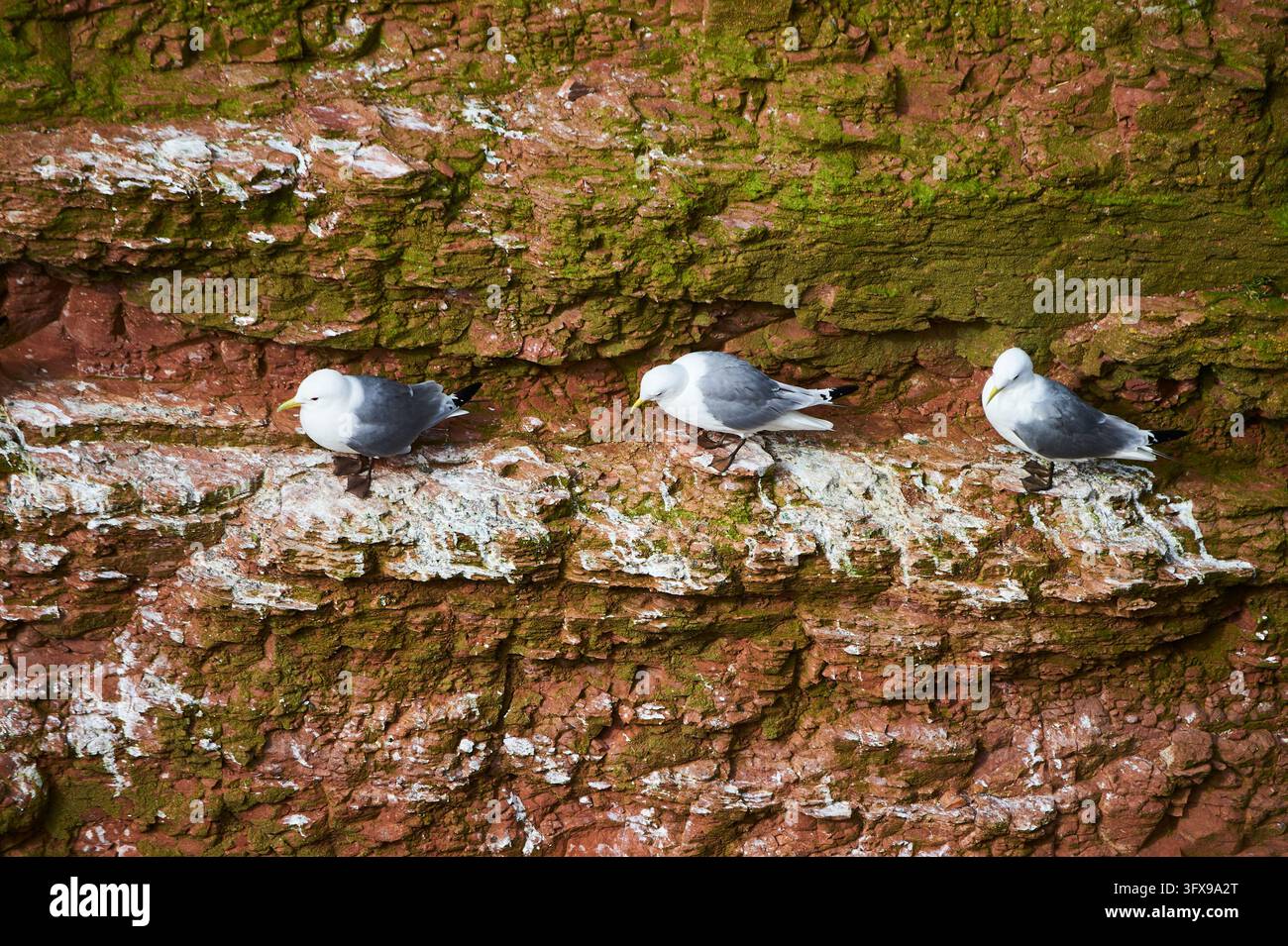 Drei gewöhnliche Möwen oder Seemäu (Larus canus), die auf einer Klippe sitzen, Wildtiere, Helgoland, Deutschland, Europa Stockfoto