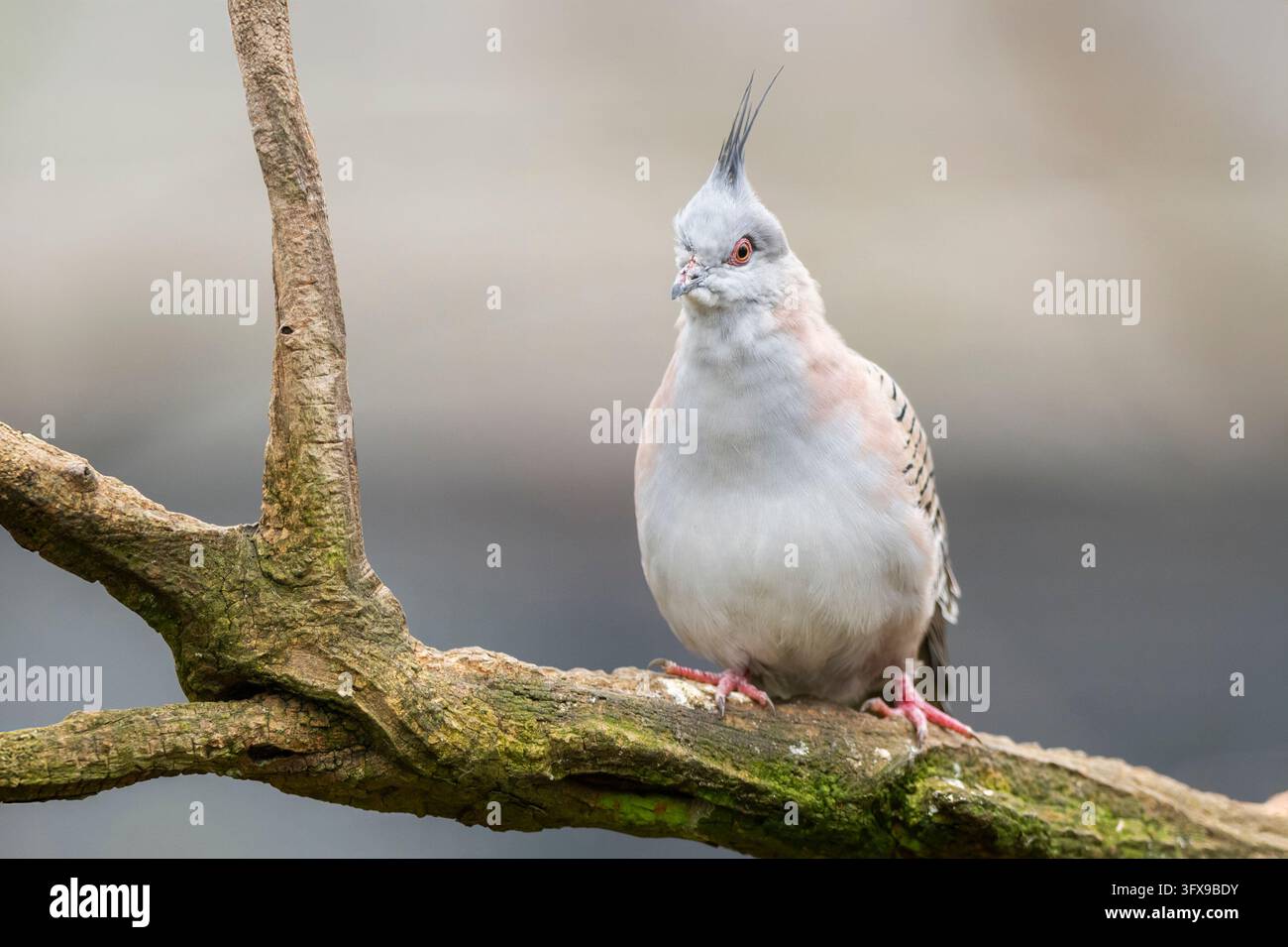 Haubentaube (Ocyphaps lophotes), die auf einem Ast sitzt, Deutschland Stockfoto