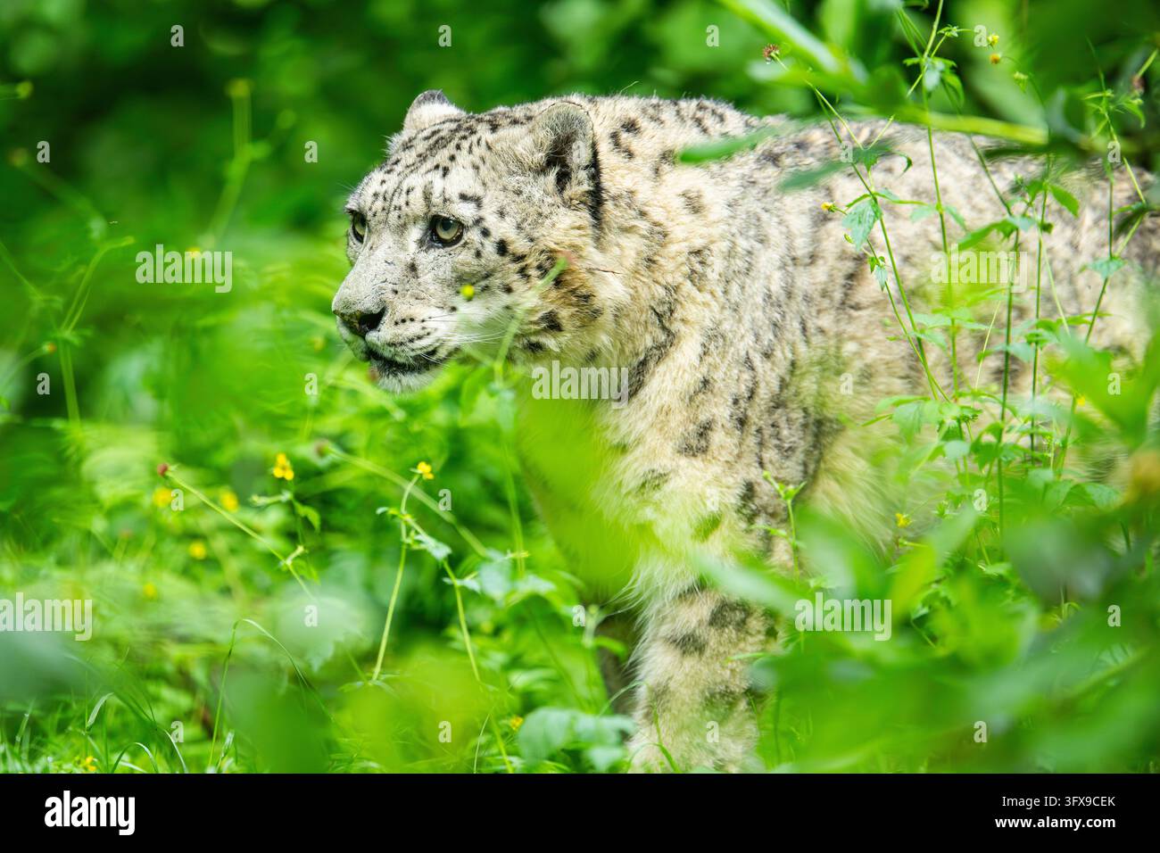 Schneeleopard (Panthera uncia syn. Uncia uncia) im Wald, Deutschland, Europa Stockfoto