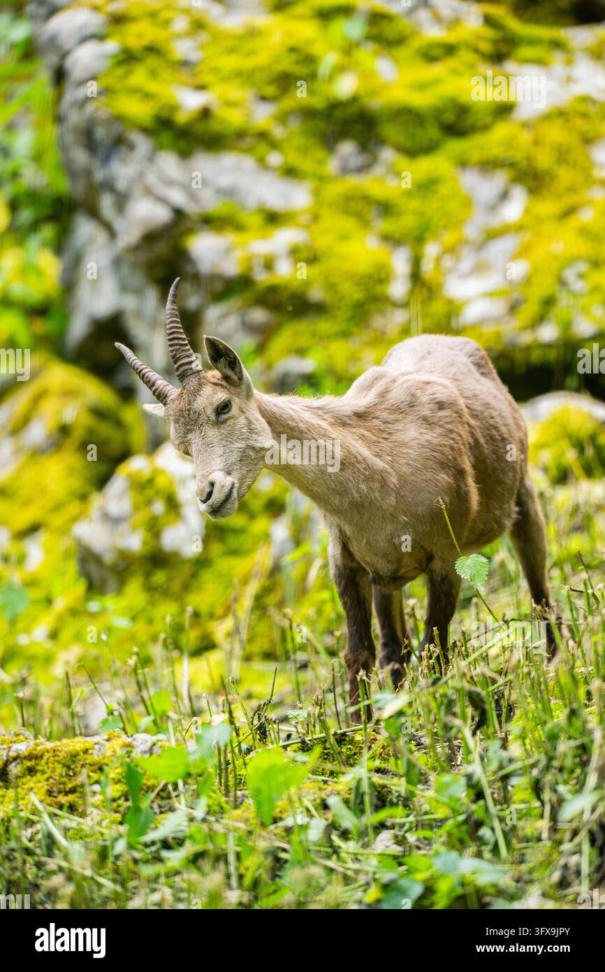 Alpensteinbock (Capra Steinbock) weiblich, Bayern, Deutschland, Europa Stockfoto
