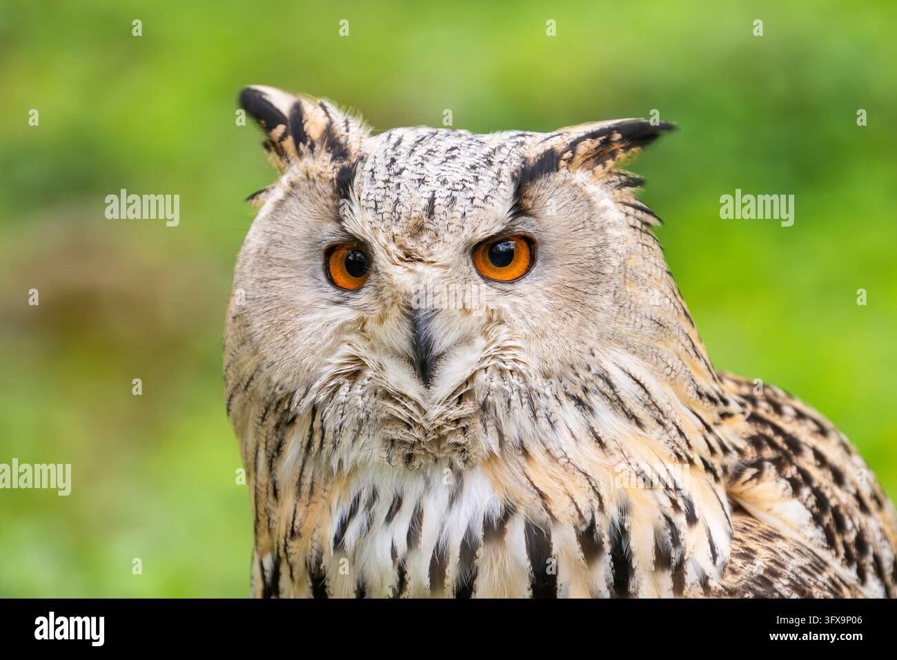 Westsibirischer Uhu (Bubo bubo sibiricus), Porträt, Gefangener, Bayern, Deutschland, Europa Stockfoto