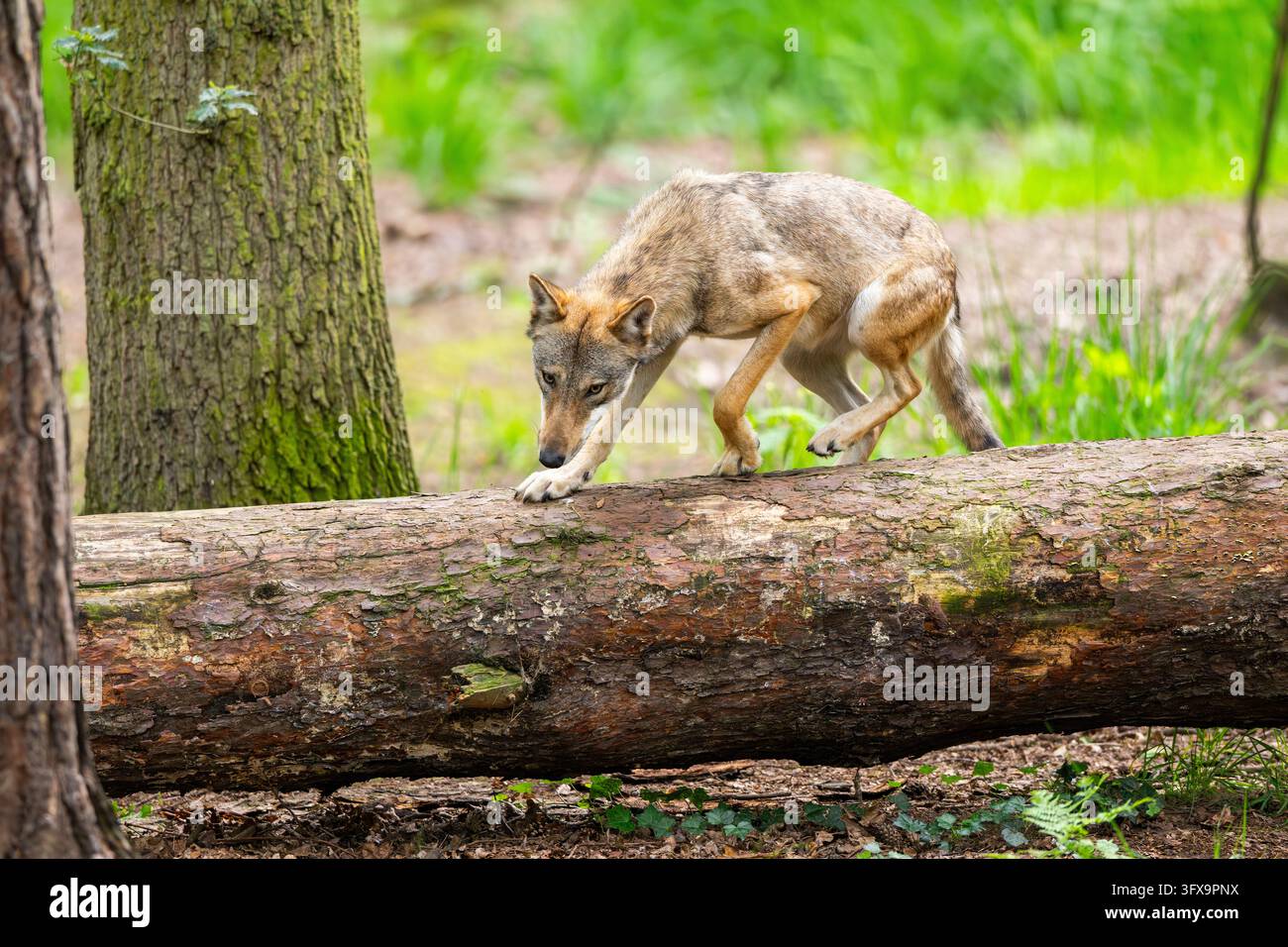 Eurasischer Wolf (Canis Lupus), der über einen Baumstamm in einem Wald springt, Hessen, Deutschland, Europa Stockfoto
