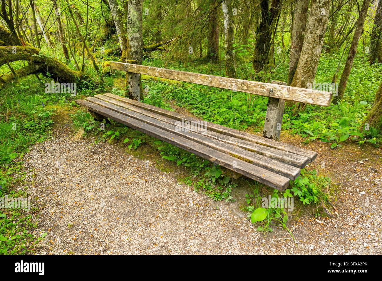 Parkbank in einem Wald, Bayern, Deutschland Stockfoto