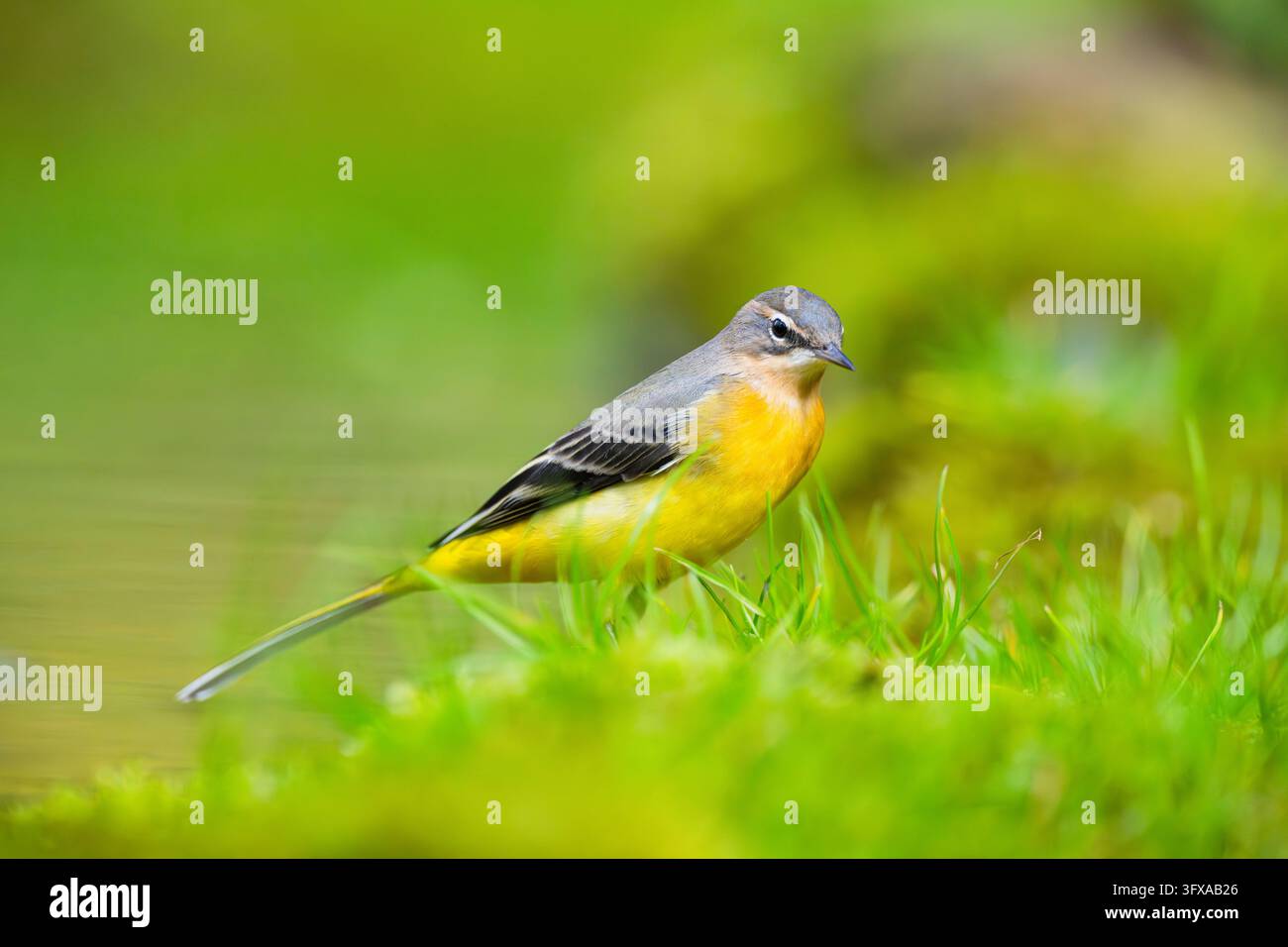 Grauschnäpper (Motacilla cinerea) auf der Jagd an einem kleinen See in einem Feuchtgebiet, Wildtiere, Deutschland, Europa Stockfoto