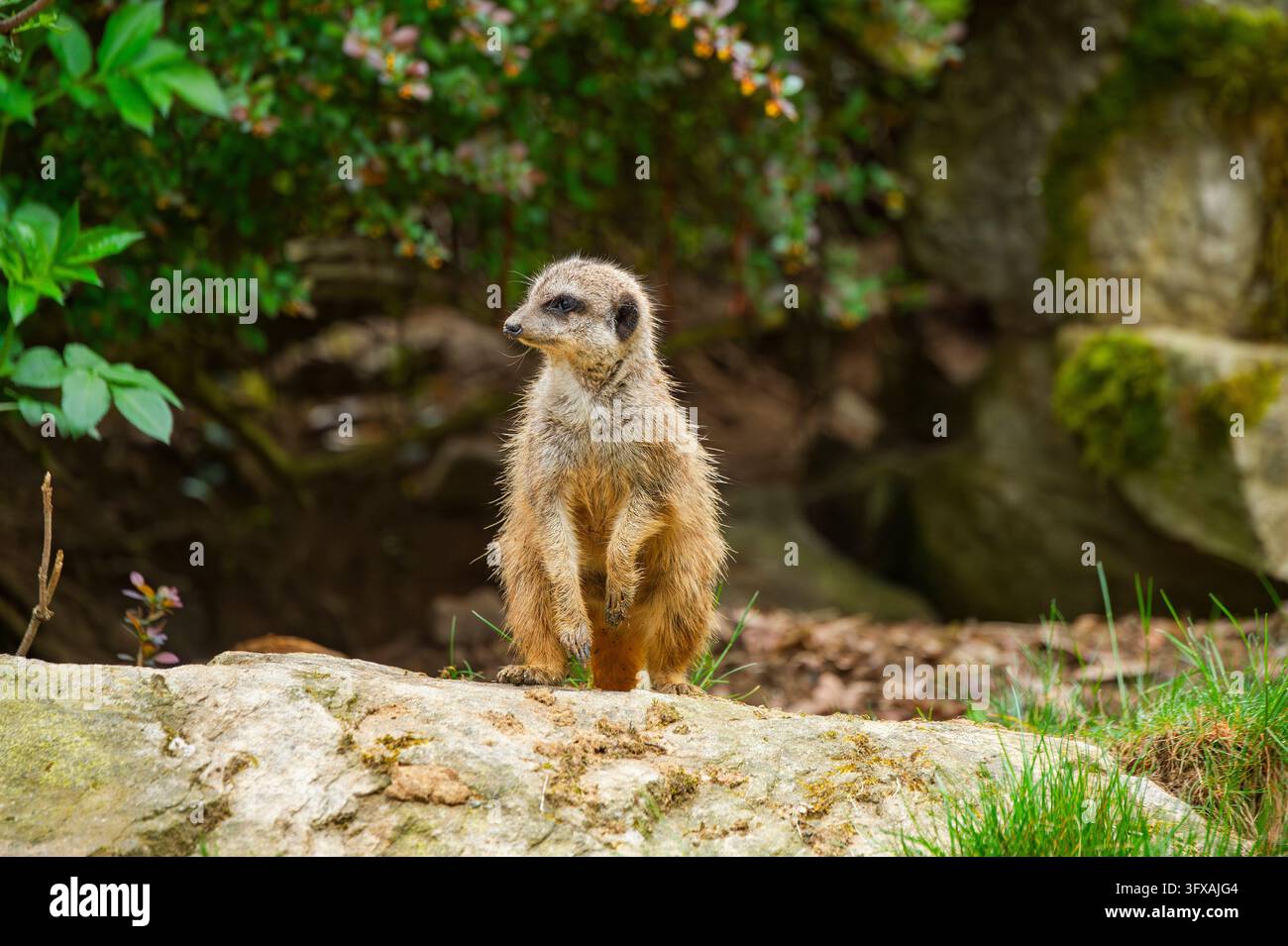 Erdmännchen (Suricata suricatta) auf einem Felsen stehend und umschaut, neugierig, Deutschland, Europa Stockfoto