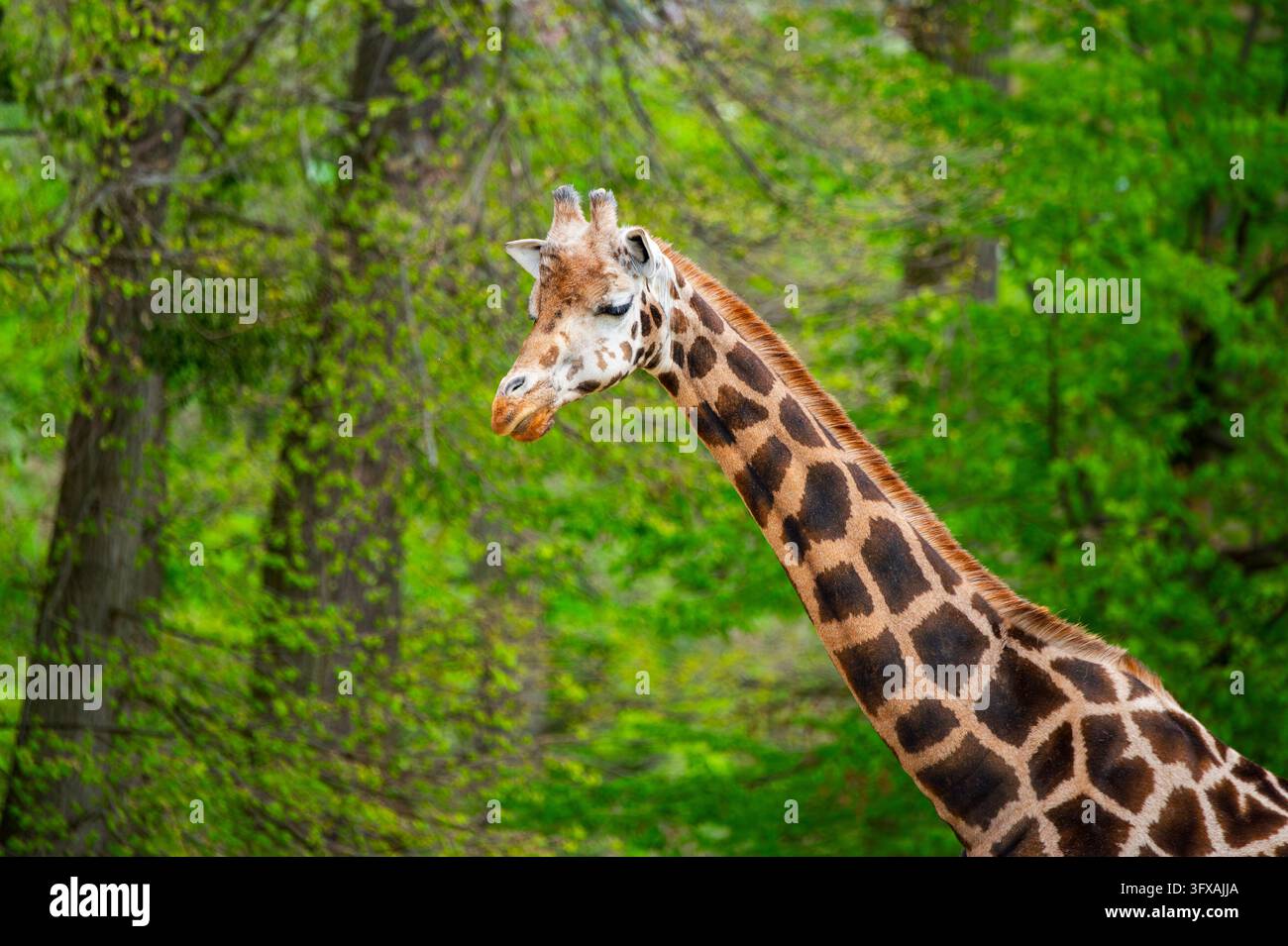 Netzgiraffe (Giraffa camelopardalis reticulata), Porträt, Deutschland, Europa Stockfoto