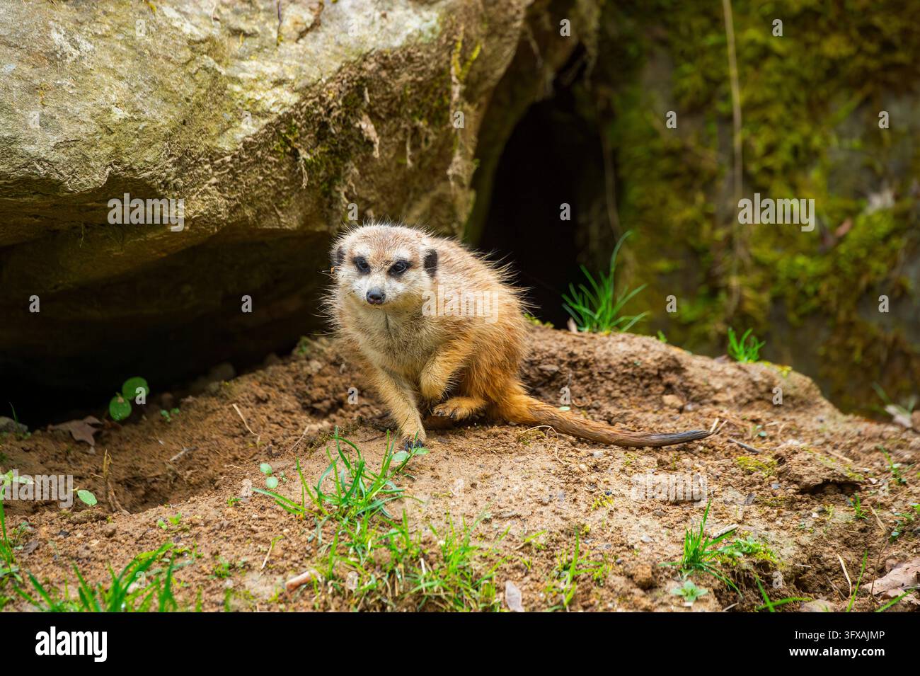 Erdmännchen (Suricata suricatta) am Boden, neugierig, Deutschland, Europa Stockfoto