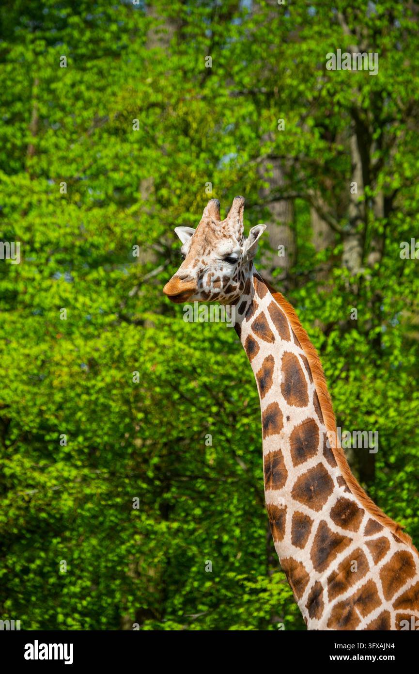 Netzgiraffe (Giraffa camelopardalis reticulata), Porträt, Deutschland, Europa Stockfoto