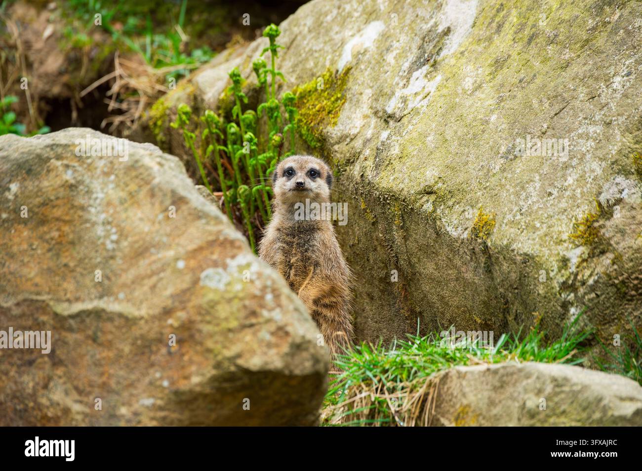 Erdmännchen (Suricata suricatta), zwischen Felsen stehend und umschauend, neugierig, Deutschland, Europa Stockfoto
