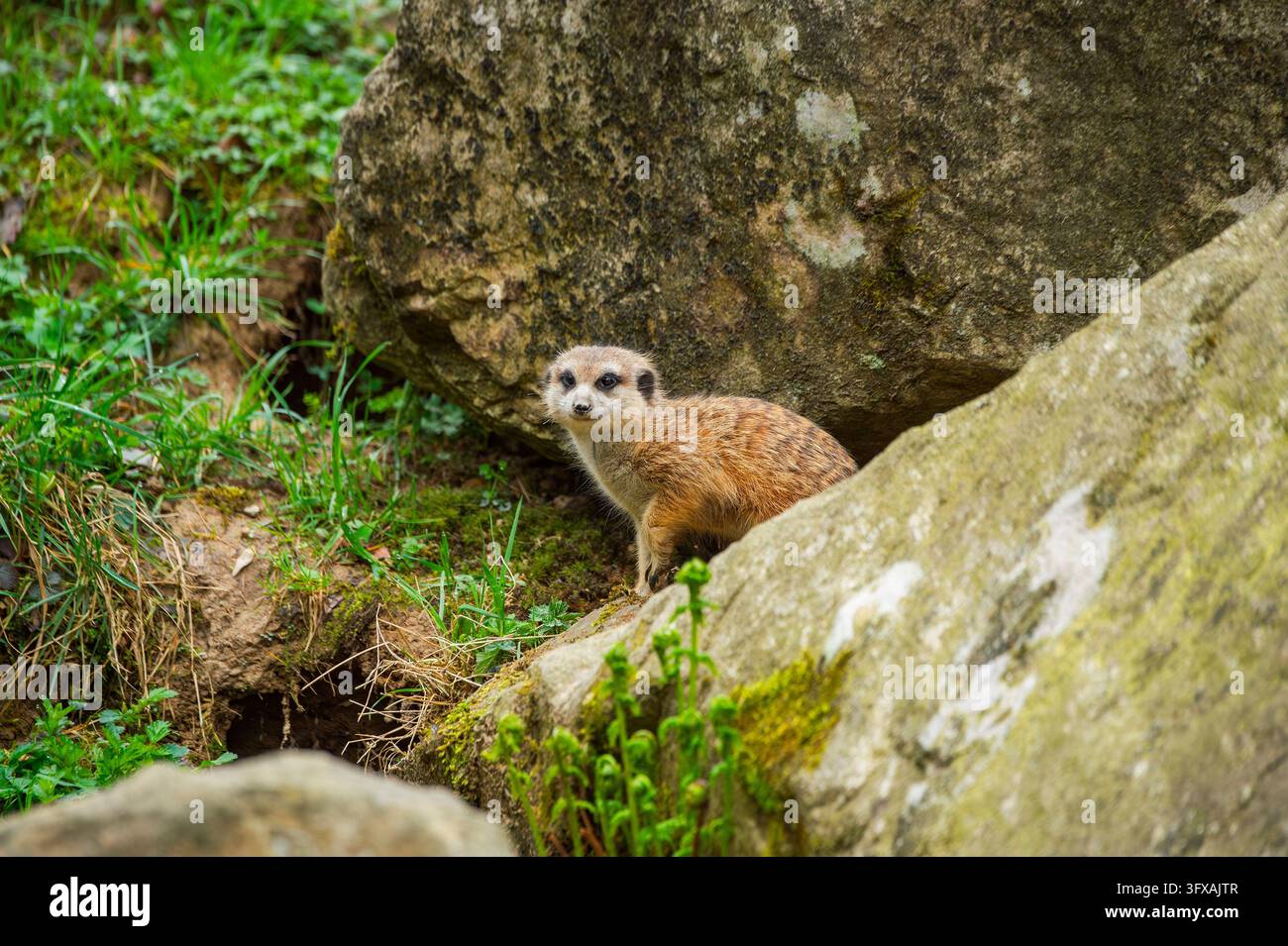 Erdmännchen (Suricata suricatta), zwischen Felsen stehend und umschauend, neugierig, Deutschland, Europa Stockfoto