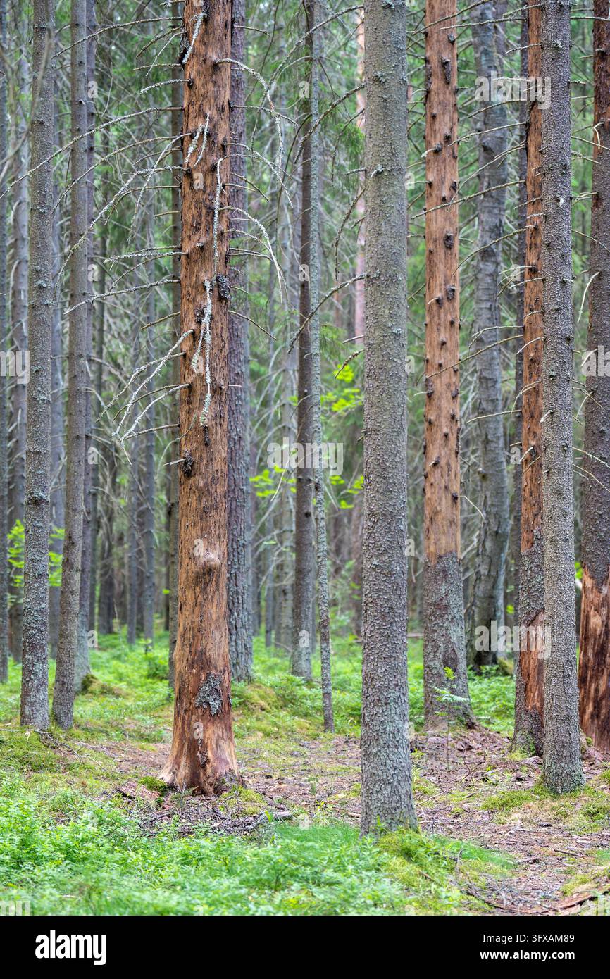 Tote Fichtenstämme, die durch einen Befall mit Ips typographus in einem zurückgehenden Nadelwald beschädigt sind Stockfoto