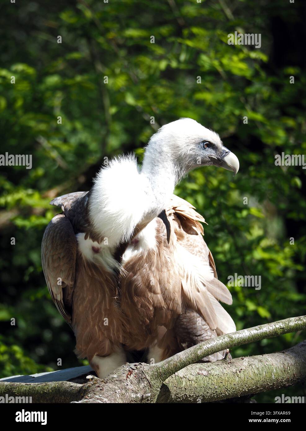Vögel, Raubvögel, Geier, Bartgeier, Gyps fulvus, Bartgeier, stehendes Porträt, Opel Zoo, Kronberg, Taunus, Deutschland, Digitale Aufnahme Stockfoto