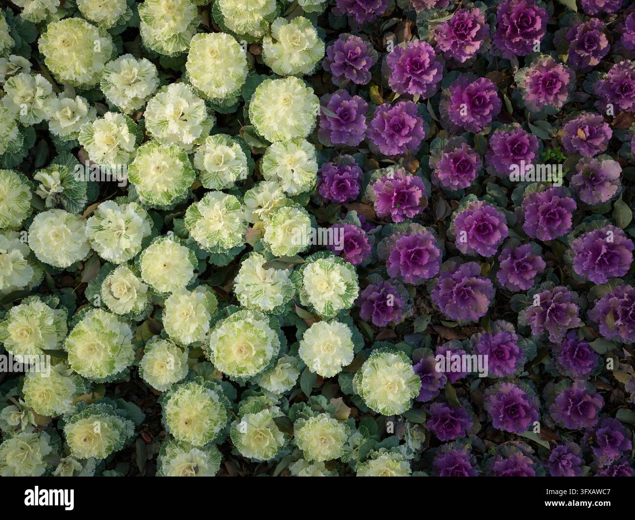 Blumenbeet mit weiß-grünen und violetten Zierkohl. Stockfoto