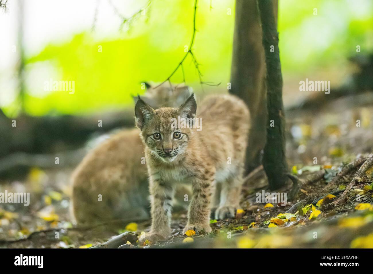 Europäischer Luchskitten (Lynx lynx) steht in einem Wald in Bayern, Deutschland, Europa Stockfoto