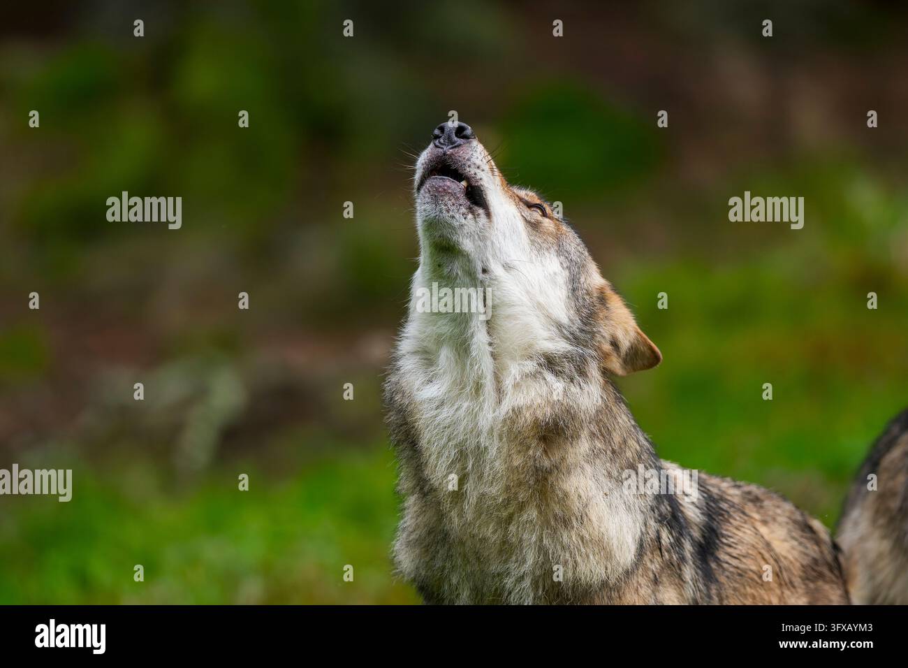 Eurasischer Wolf (Canis lupus lupus) heult in einem Wald, Bayern, Deutschland, Europa Stockfoto