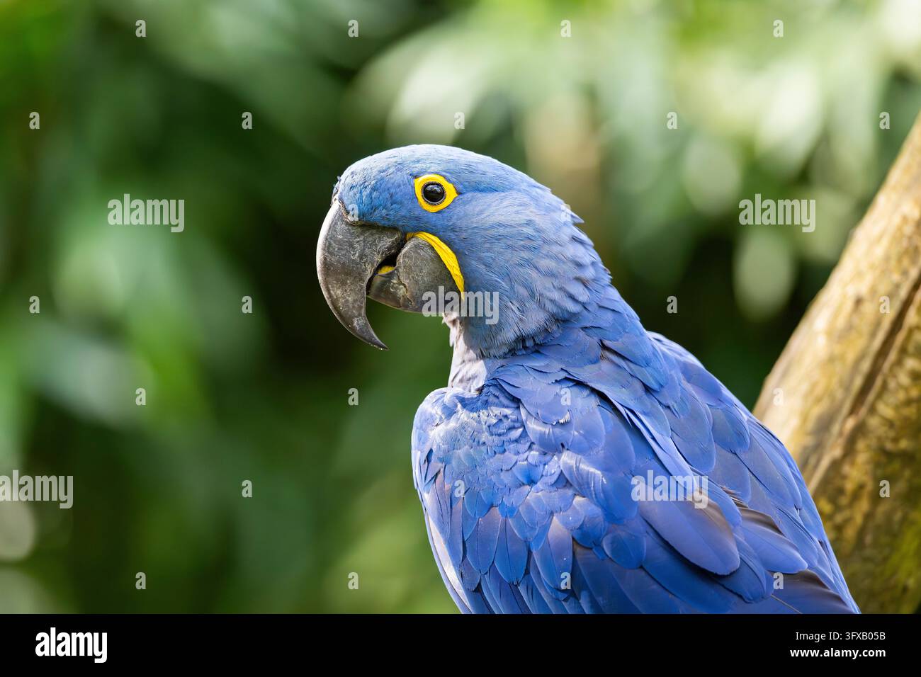 Hyazinthara (Anodorhynchus hyacinthinus), Porträt, in Gefangenschaft, Verbreitung Südamerika Stockfoto