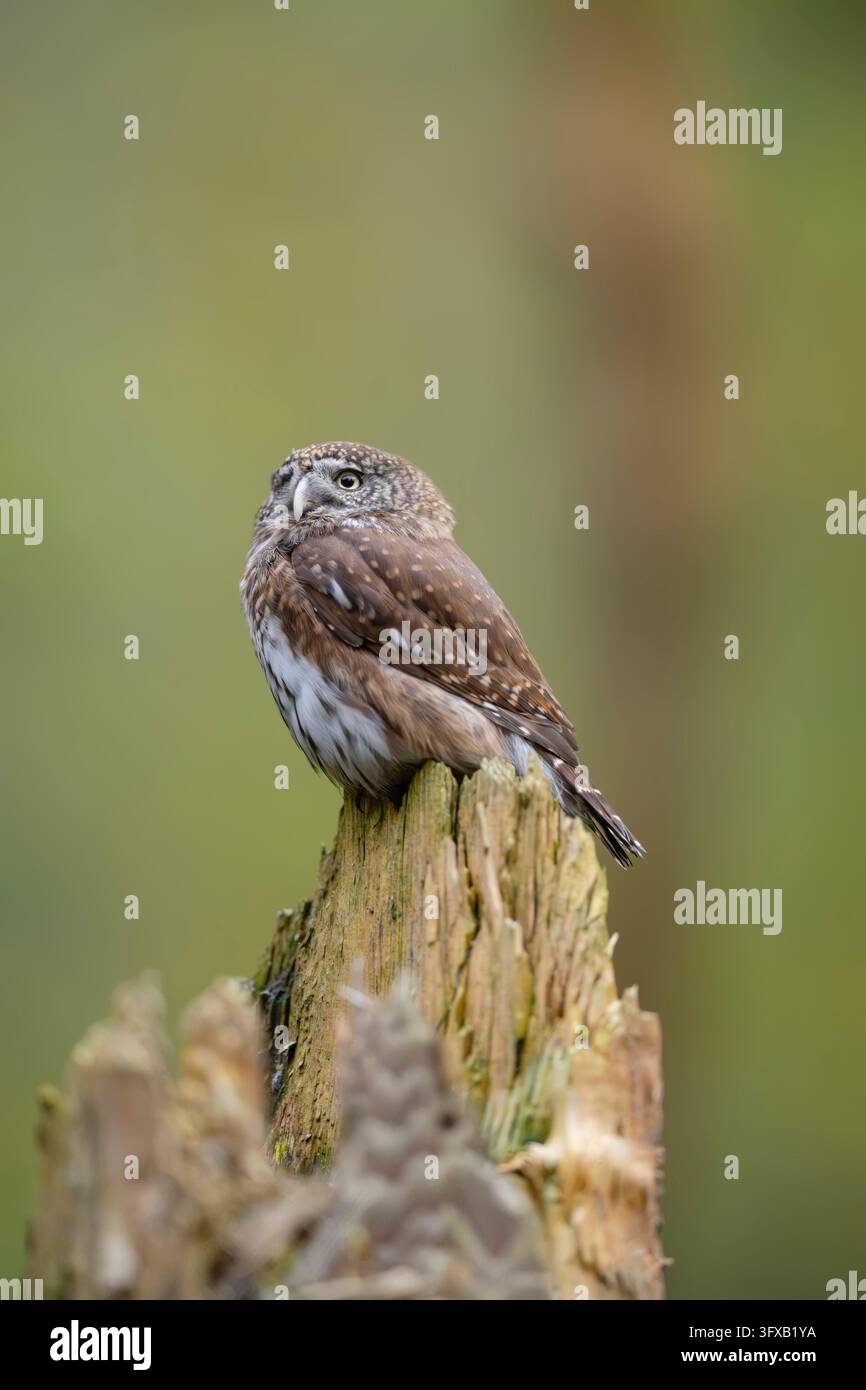 Eurasisches Zwergkauz (Glaucidium passerinum) sitzt auf einem Ast in einem Wald im Herbst, Bayerischer Wald, Bayern, Deutschland Stockfoto