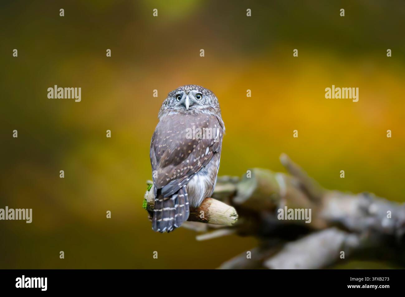Eurasisches Zwergkauz (Glaucidium passerinum) sitzt auf einem Ast in einem Wald im Herbst, Bayerischer Wald, Bayern, Deutschland Stockfoto