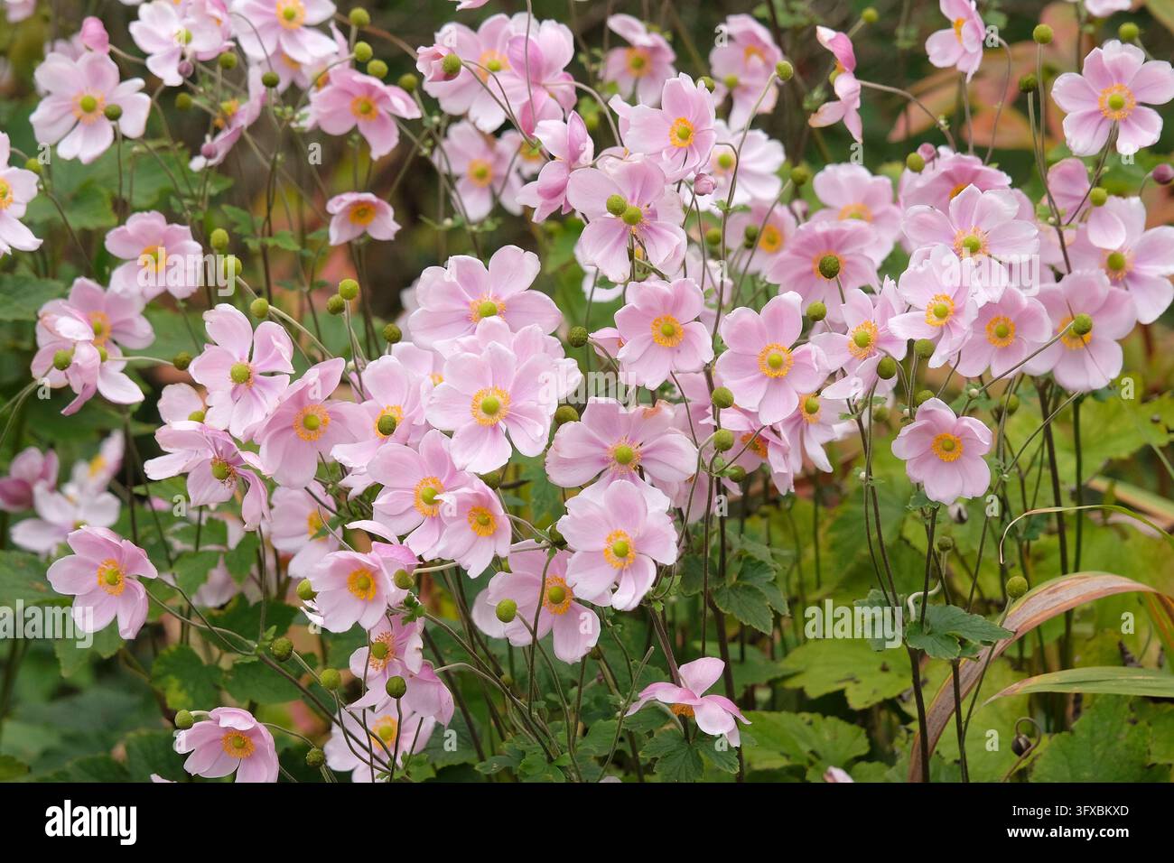 Blassrosa Anemone x hybrida ‘Robustissima’, allgemein bekannt als Japan-Anemone oder Traubenblättern-Anemone, in Blüte. Stockfoto