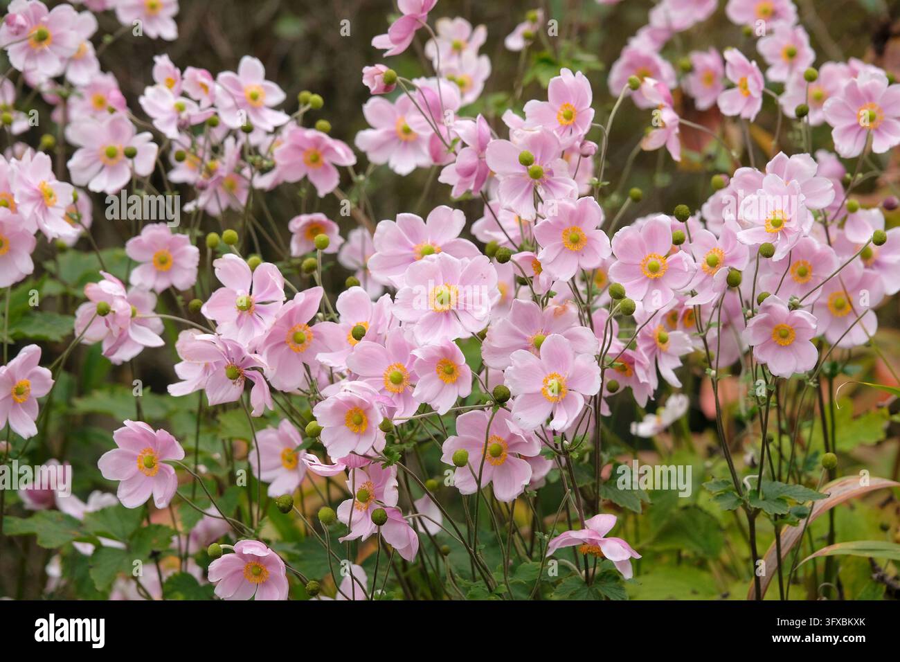 Blassrosa Anemone x hybrida ‘Robustissima’, allgemein bekannt als Japan-Anemone oder Traubenblättern-Anemone, in Blüte. Stockfoto