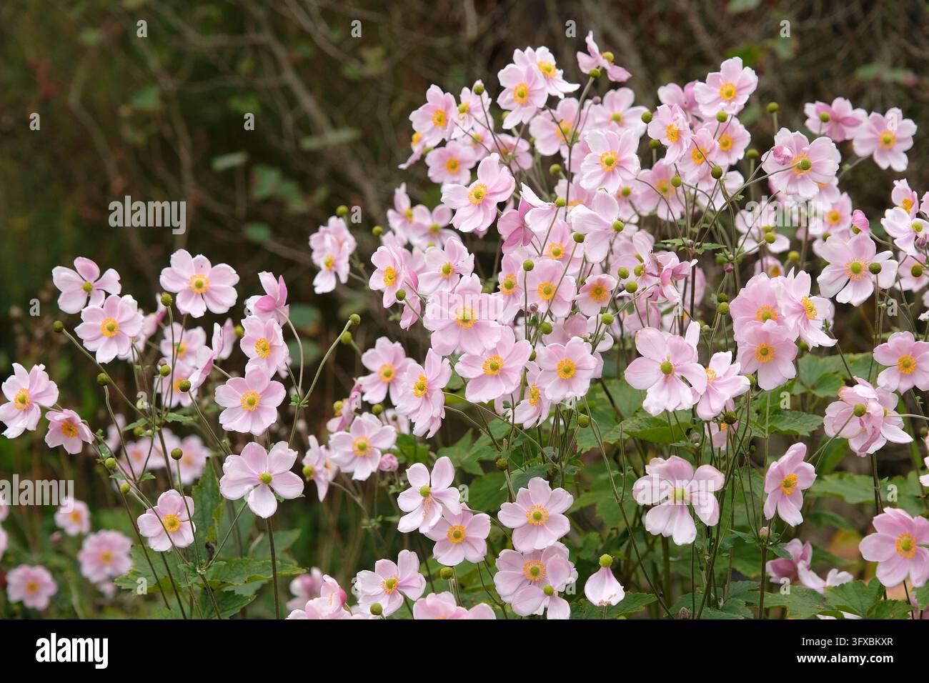 Blassrosa Anemone x hybrida ‘Robustissima’, allgemein bekannt als Japan-Anemone oder Traubenblättern-Anemone, in Blüte. Stockfoto
