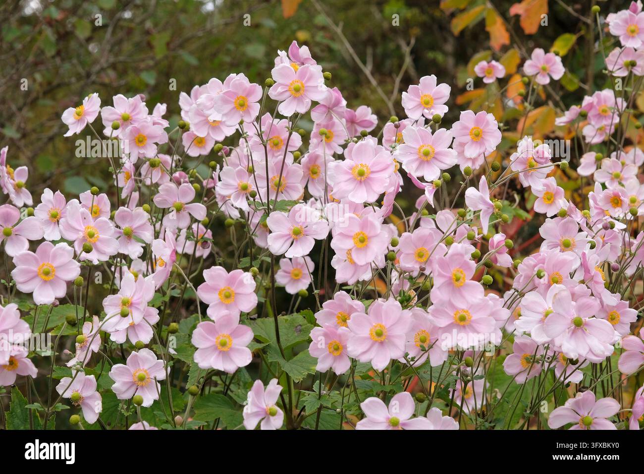 Blassrosa Anemone x hybrida ‘Robustissima’, allgemein bekannt als Japan-Anemone oder Traubenblättern-Anemone, in Blüte. Stockfoto