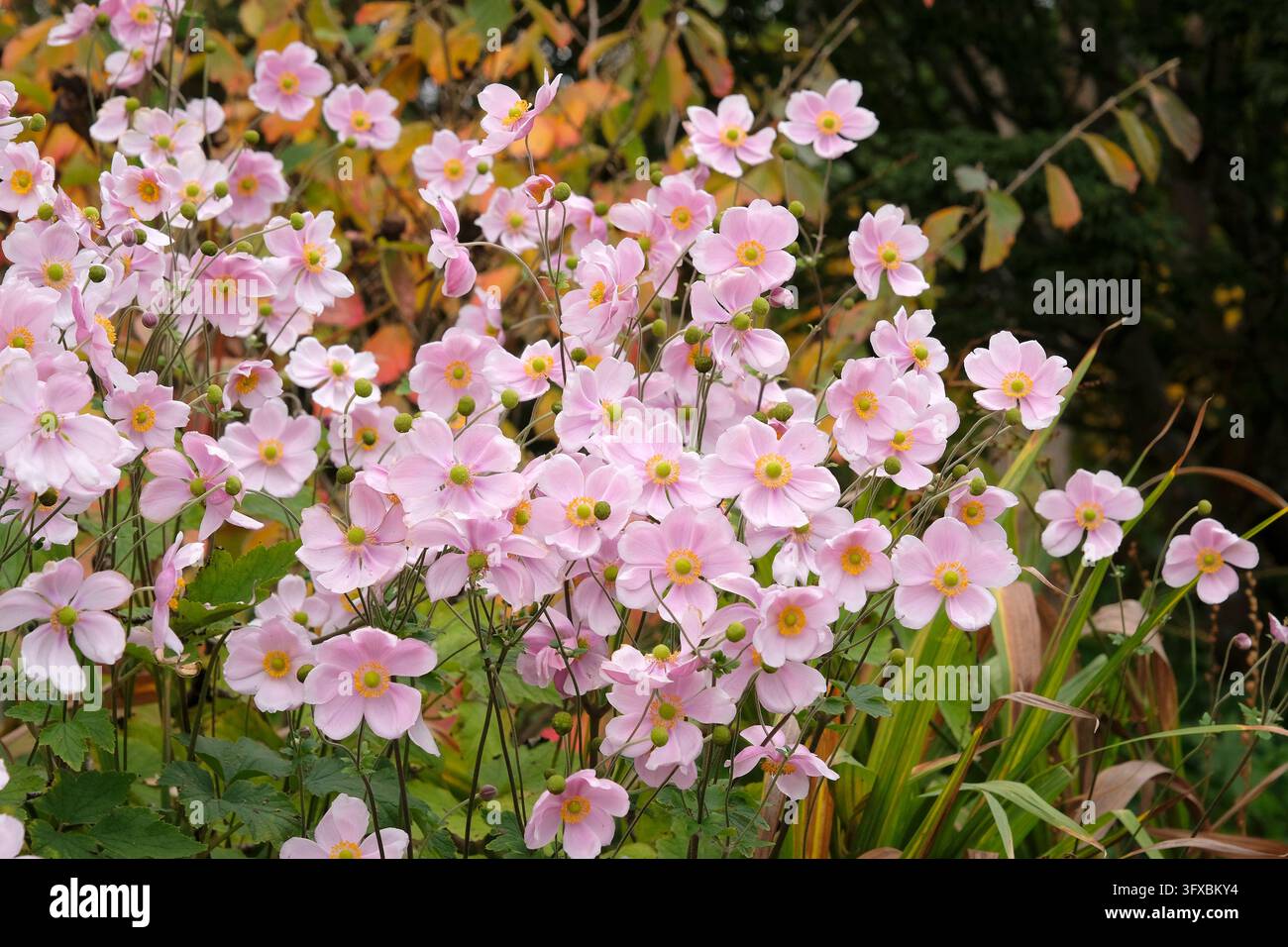 Blassrosa Anemone x hybrida ‘Robustissima’, allgemein bekannt als Japan-Anemone oder Traubenblättern-Anemone, in Blüte. Stockfoto