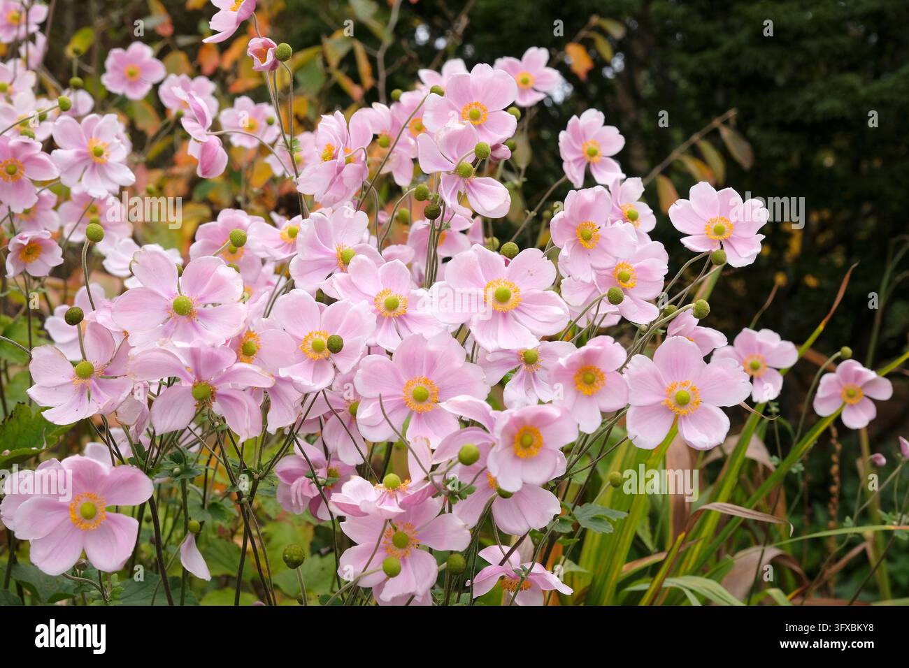 Blassrosa Anemone x hybrida ‘Robustissima’, allgemein bekannt als Japan-Anemone oder Traubenblättern-Anemone, in Blüte. Stockfoto