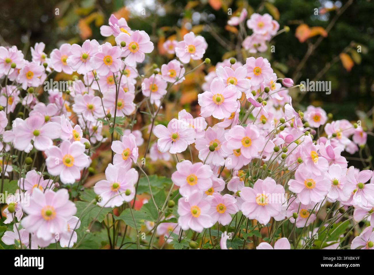 Blassrosa Anemone x hybrida ‘Robustissima’, allgemein bekannt als Japan-Anemone oder Traubenblättern-Anemone, in Blüte. Stockfoto